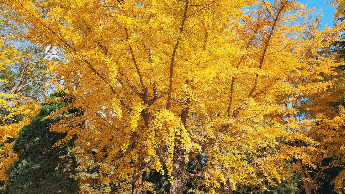  A large yellow coloured ginkgo deciduous tree is one of the trees and shrubs to consider