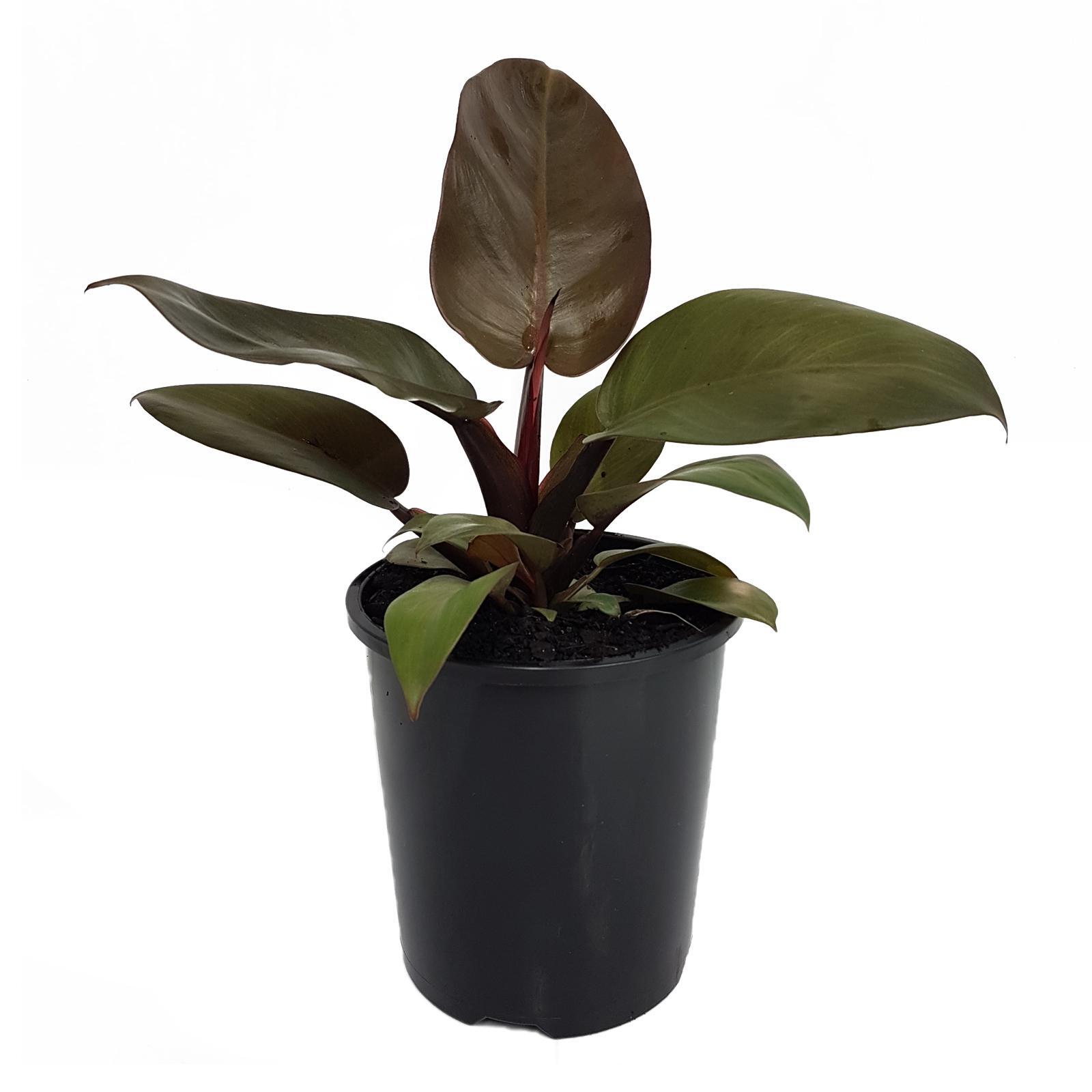 125mm Black Cardinal - Philodendron erubescens - Bunnings Australia