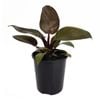 125mm Black Cardinal - Philodendron erubescens