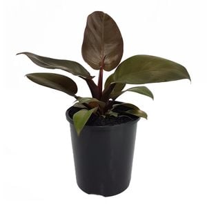 125mm Black Cardinal - Philodendron erubescens