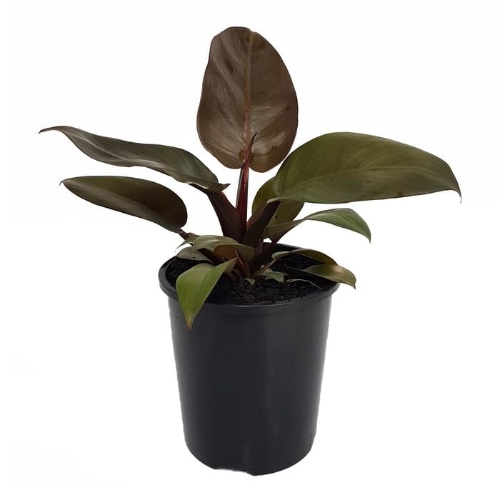 125mm Black Cardinal - Philodendron erubescens