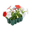 8 Pack Colourmax Petunia Red / White - Petunia hybrida