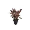 250mm Ficus Ruby - Ficus elastica