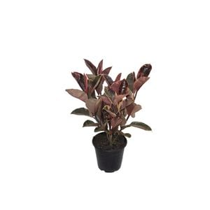 250mm Ficus Ruby - Ficus elastica