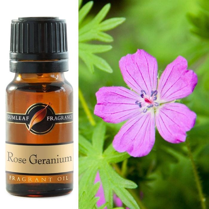Rose Geranium Fragrance Oil 10ml