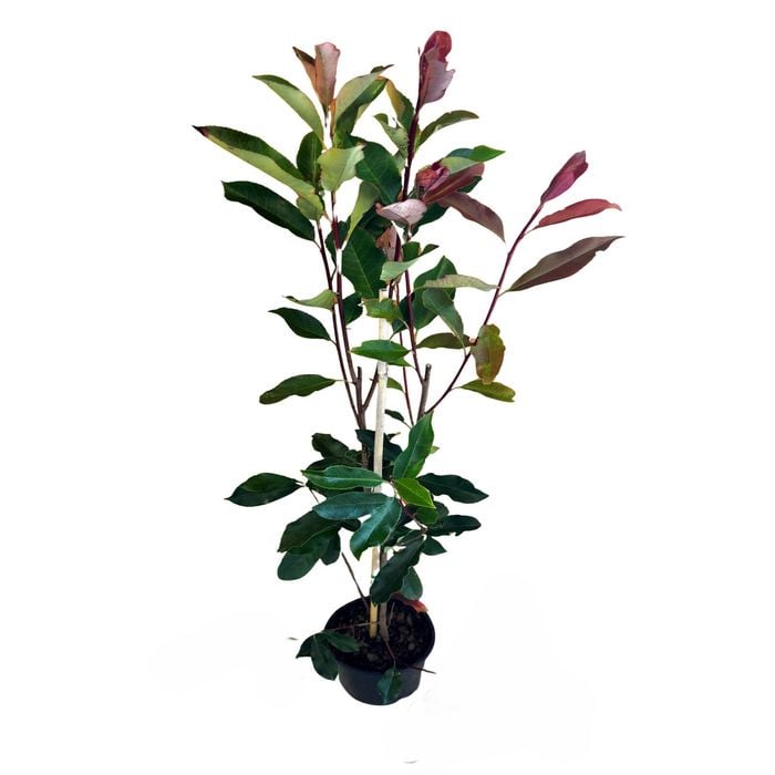 2.4L Photinia Thin Red - Photinia X fraseri 'NP01'