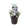 140mm Candytuft - Iberis Winter Glow