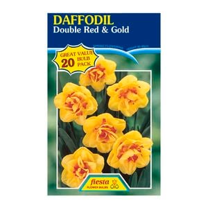 Fiesta Flower Bulbs Daffodil Double Red / Gold - 20 Bulbs