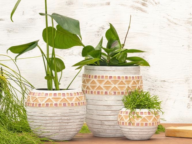 White pots with pastel coloured mosaic patterns around the edges. Pots are filled with bright green plants. 