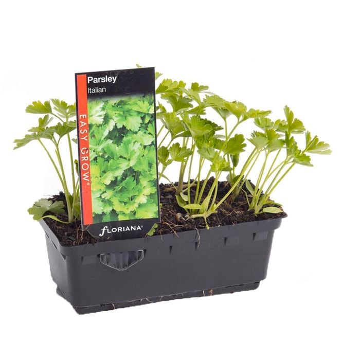 Parsley Italian Punnet - Petroselinum crispum 'Neopolitanum'