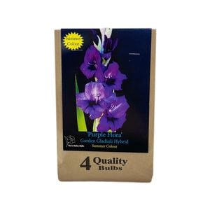Yarra Valley Bulbs Gladioli Purple Flora 4 Pack