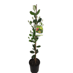 3L Feijoa White Goose - Feijoa  sellowiana - Incredible Edibles Range