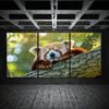 3pcs Red Panda Sleeping on Tree Branch Print 100% Australian Made 3 x 40x60cm (Metal Print)