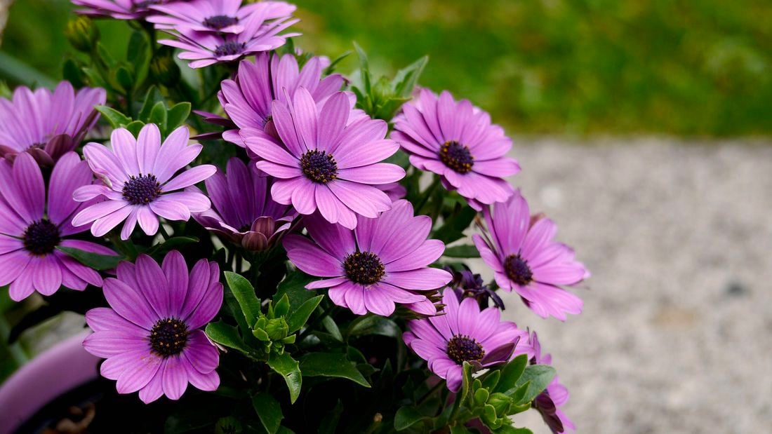 Close-up of several pink African daisy flowers with dark purple centres and green leaves