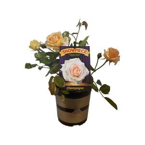 2.5L Rose Showpiece Champagne - Rosa
