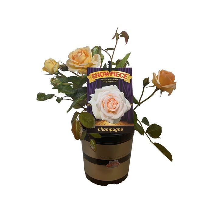 2.5L Rose Showpiece Champagne - Rosa