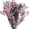 Blooms of Joy 60cm Rustic Ruscus 10 Pack Preserved