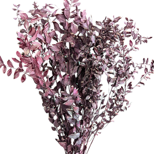 Blooms of Joy 60cm Rustic Ruscus 10 Pack Preserved