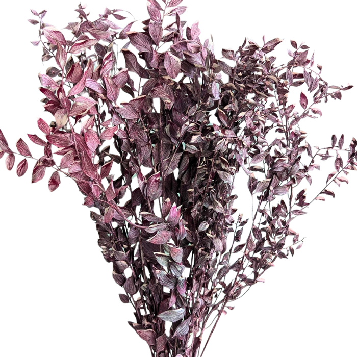 Blooms of Joy 60cm Rustic Ruscus 10 Pack Preserved