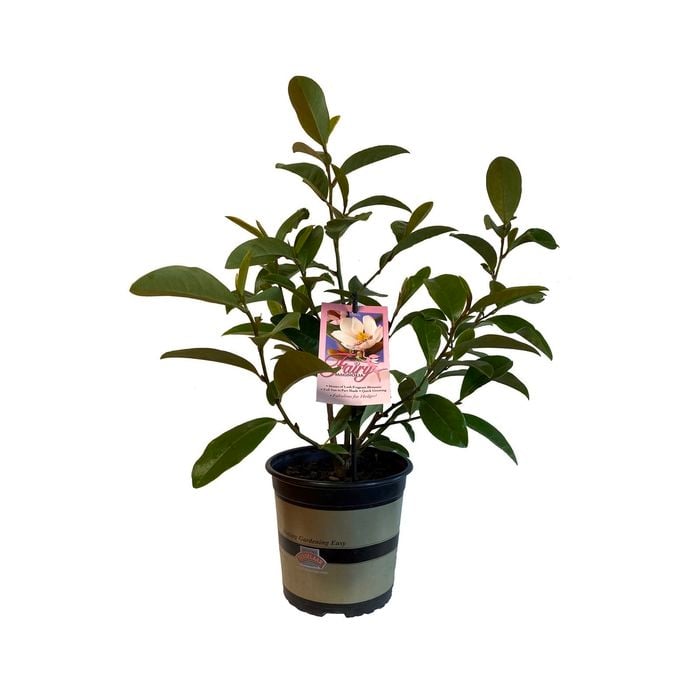 2.5L Magnolia Fairy Blush - Michelia Hybrid Var 'MicJur01'