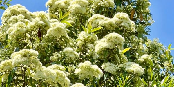 Australia’s native bush food plants, lemon myrtle tree, with creamy white blossoms against a blue sky.