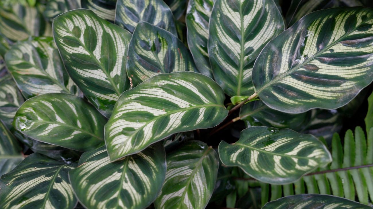  Set of calathea leaves forming a beautiful pattern.