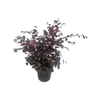 180mm Loropetalum 'Purple Prince' - Loropetalum chinense Rubrum