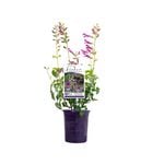 140mm Fisher Signature Salvia Glamorous - Salvia