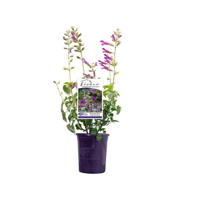 140mm Fisher Signature Salvia Glamorous - Salvia