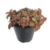 180mm Nerve Plant - Fittonia verschaffeltii Flammule