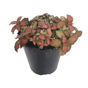 180mm Nerve Plant - Fittonia verschaffeltii Flammule