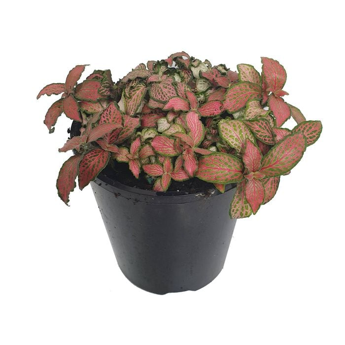 180mm Nerve Plant - Fittonia verschaffeltii Flammule