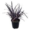 1.3L Dark Delight Flax - Phormium tenax Dark Delight