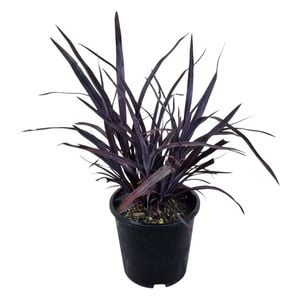 1.3L Dark Delight Flax - Phormium tenax Dark Delight