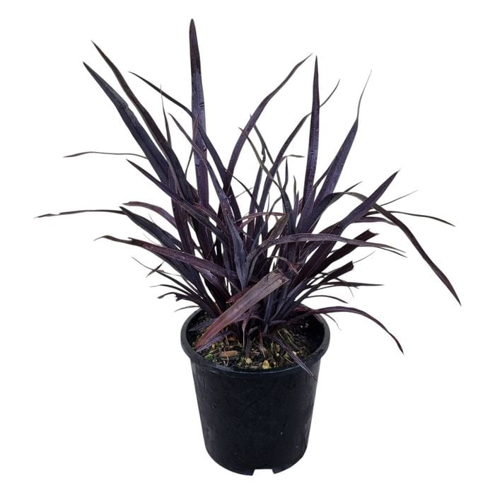 1.3L Dark Delight Flax - Phormium tenax Dark Delight
