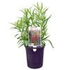 140mm Firebird - Penstemon hybrid