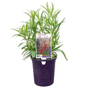 140mm Firebird - Penstemon hybrid