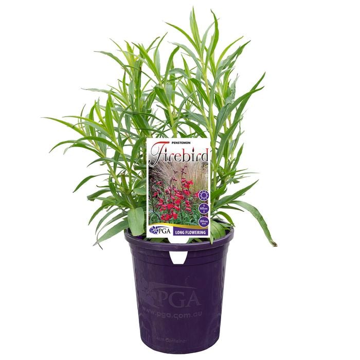 140mm Firebird - Penstemon hybrid