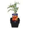100mm Tomato Allans Early Red - Lycopersicon esculentum