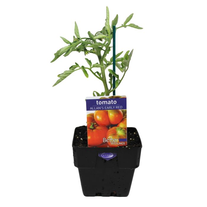 100mm Tomato Allans Early Red - Lycopersicon esculentum