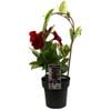 200mm Mandevilla Climbing Assorted - Mandevilla sanderi