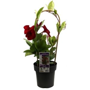200mm Mandevilla Climbing Assorted - Mandevilla sanderi