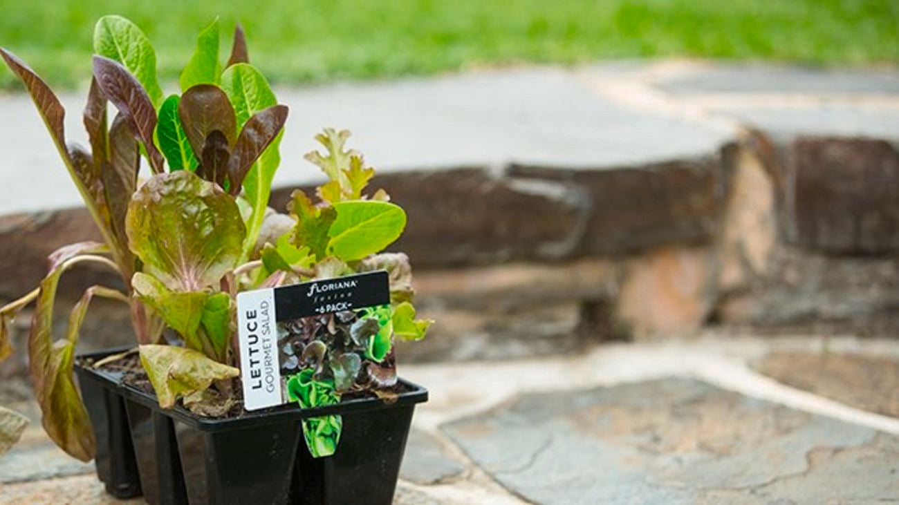 Close up of young lettuce plant on stone steps