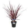 180mm Cordyline Electric Pink - Cordyline banksii Sprilecpink