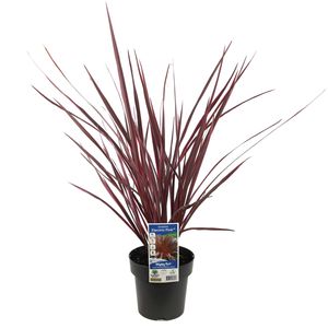 180mm Cordyline Electric Pink - Cordyline banksii Sprilecpink