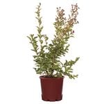 200mm Crepe Myrtle Tuscarora Bush - Lagerstroemia indica