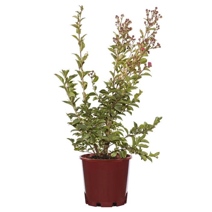 200mm Crepe Myrtle Tuscarora Bush - Lagerstroemia indica