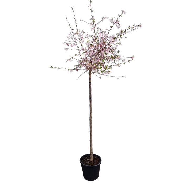 30L Bottom Worked Flowering Cherry - Prunus x yedoensis Awanui