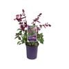 140mm Salvia Love And Wishes - Salvia buchananii