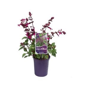 140mm Salvia Love And Wishes - Salvia buchananii